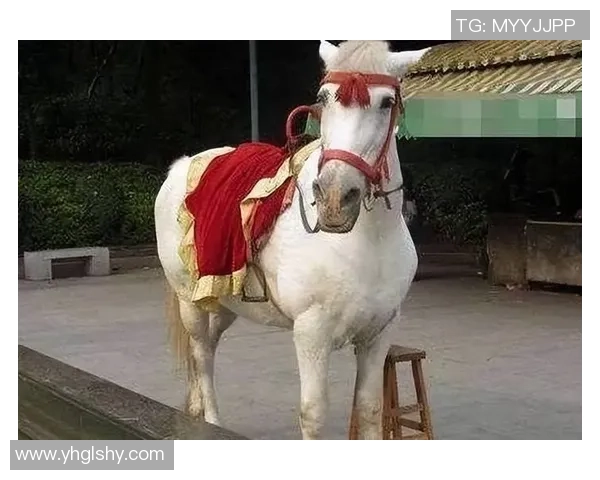 足球明星白龙马的传奇人生与绿茵场上的辉煌成就揭秘