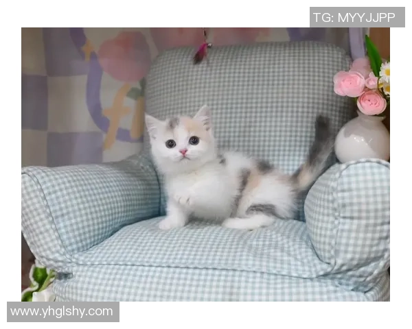 足球明星猫舍的可爱猫咪图片欣赏与明星们的温馨时刻分享